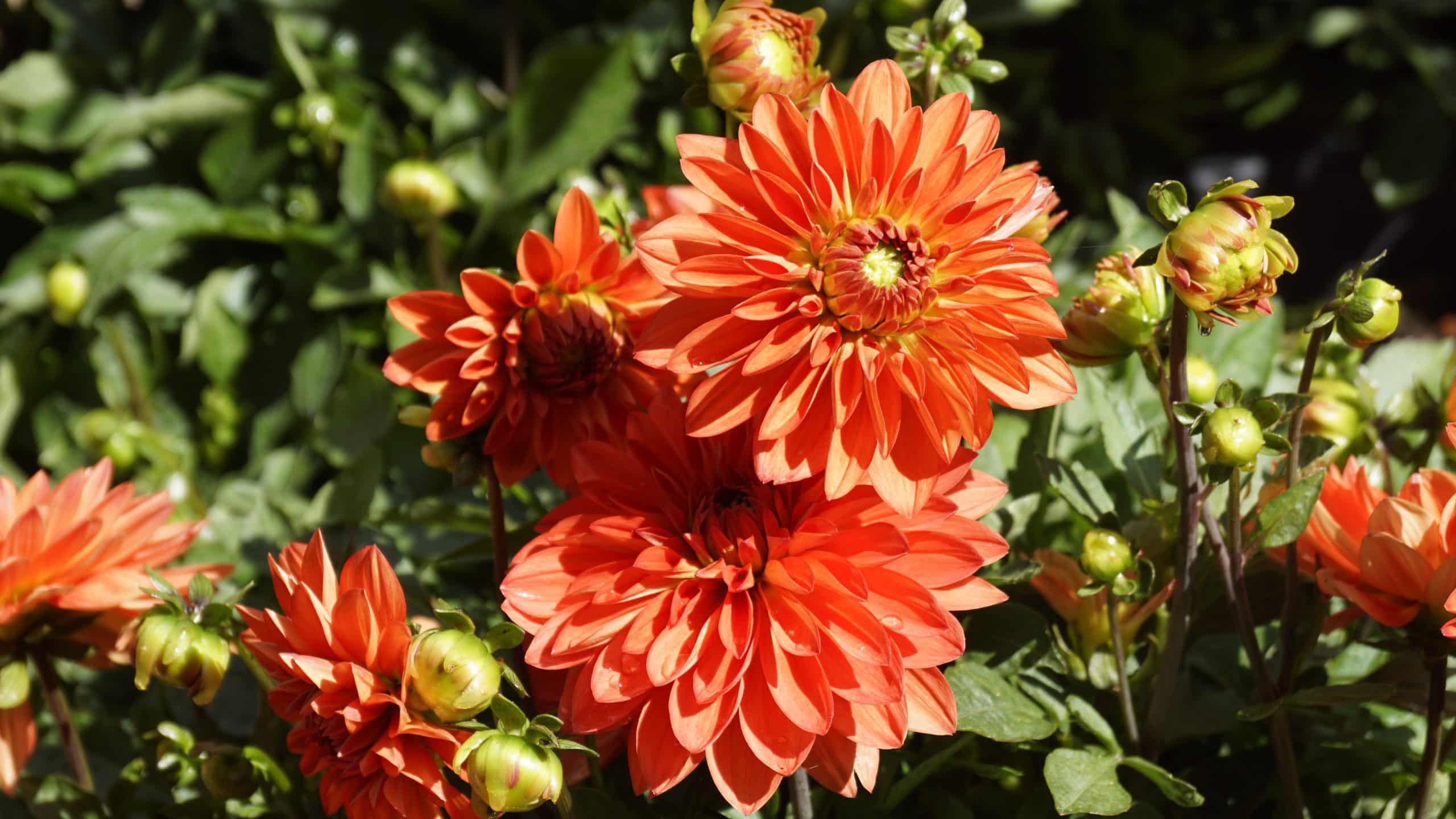 Billede af natur og blomster